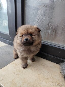 Nemecký špic Pomerián