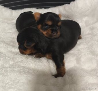 Yorkshire Terrier s PP (rodokmeňom), York, šteniatka