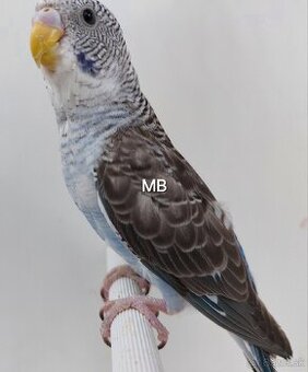 Blackwings čiernokridle andulky