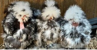 Kúpim  USA hodvabnicky mottled