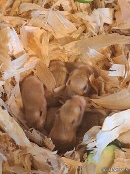 Škrečok roborovský - Phodopus roborovskii