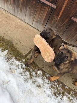 Nemecký ovčiak šteniatka