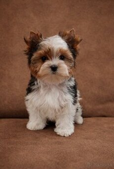 Biewer Yorkshire terrier - sučka s PP