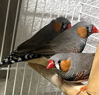 Predám 3ks samčekov zebrička austrálska.