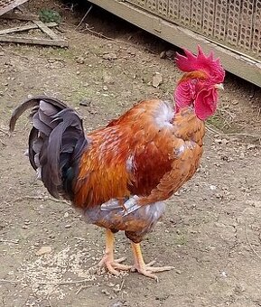 Predám kohuta 10€/ks