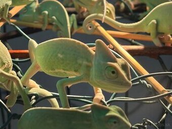 Predám chameleóny jemenské (Chamaeleo calyptratus)