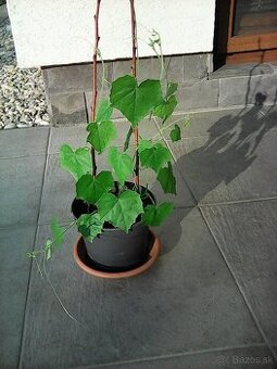Predám cucamelon.