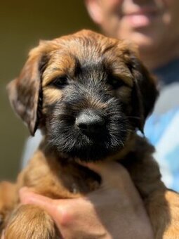 Briard s PP
