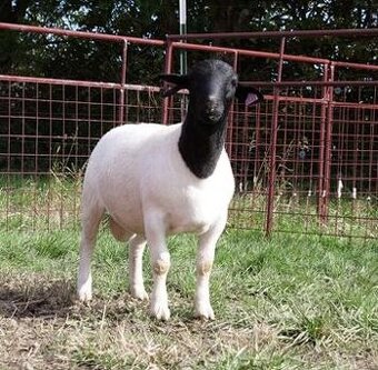 DORPER