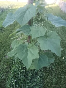 Paulownia