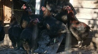 Mladky marans medenokrky - 1