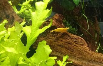 Krevetky Neocardina davidi Yellow Sakura