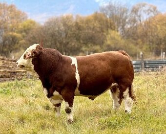 Plemenný býk Mäsový simentál