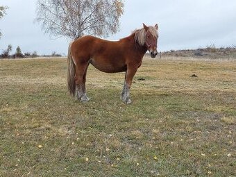 Predám tažnu kobilku