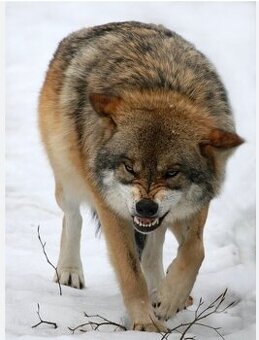 Hľadám prácu v SBS