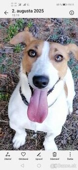 Jack russell teriér