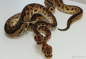 Python regius python kralovsky