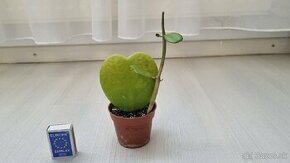 Hoya kerrii - srdiečkovy "kaktus", voskovka, sukulent :) - 1