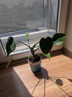 Monstera Deliciosa