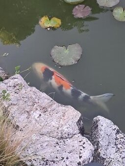Koi kapre