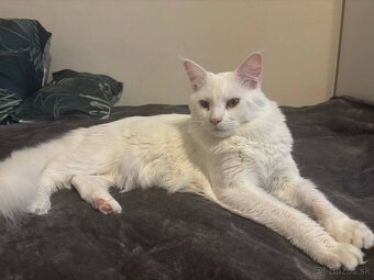 Maine Coon, Kocúrik na krytie