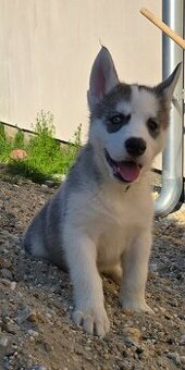 Steniatko husky
