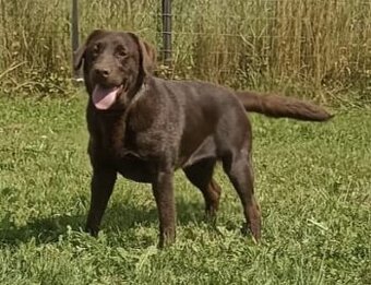 Labradorsky retriever s PP