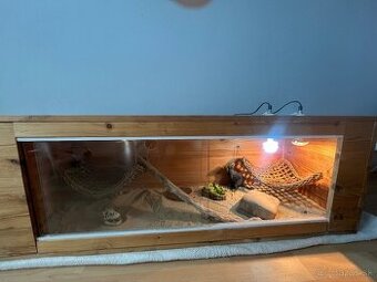 Terarium + samec agamy bradatej