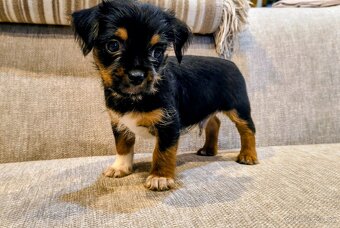 Yorkshire/civava mini