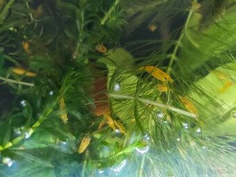 Krevetky neocaridina davidi yellow