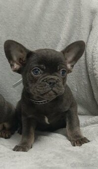 Francúzsky buldoček