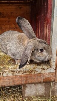 Pedám mladého samca do chovu