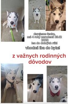 Darujem fenku husky z vážnych rodinných dôvodov,len do bytu