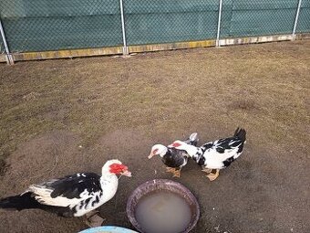 Predám pižmove kačice