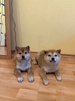 Šteniatka Shiba inu