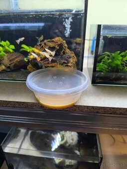 Mikry (mikročervy) – TOP živé krmivo