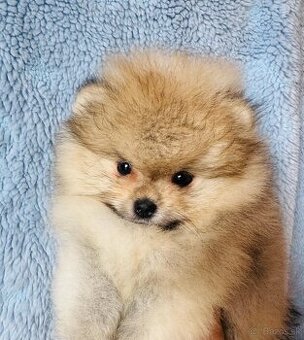 Šteniatka pomeraniana s PP