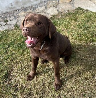 Labrador na krytie