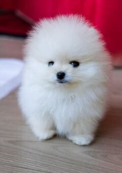 Kúpim pomeraniana mini