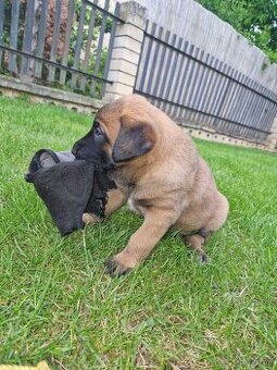 Belgický ovčiak malinois - bez PP