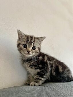 Britské mačiatka - Whiskas