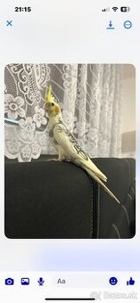 Korely