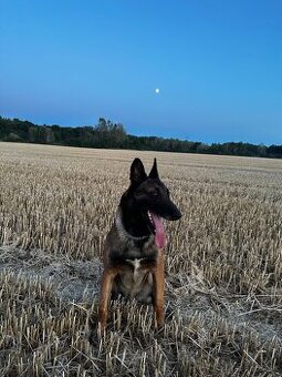 Belgický ovčiak - malinois