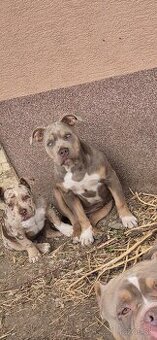 American bully