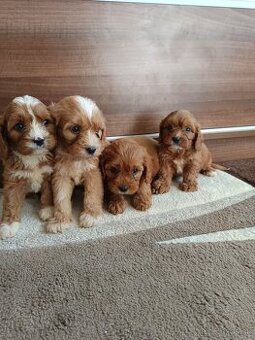 Cavapoo /chalpec/ fenka
