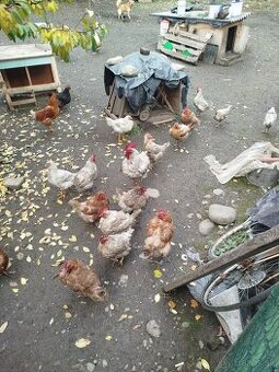 Na predaj Hydina