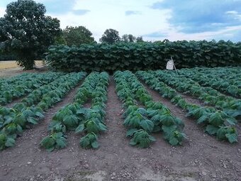 Paulownia Shan Tong  Agát sadenice