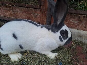 Nemecky obrovitý strakoš