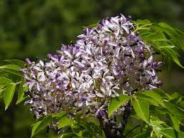 Melia azedarach - Zederach hladký