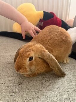 Darujem zajačika do dobrých rúk